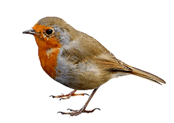 Bird Vinyl Stickers 4
